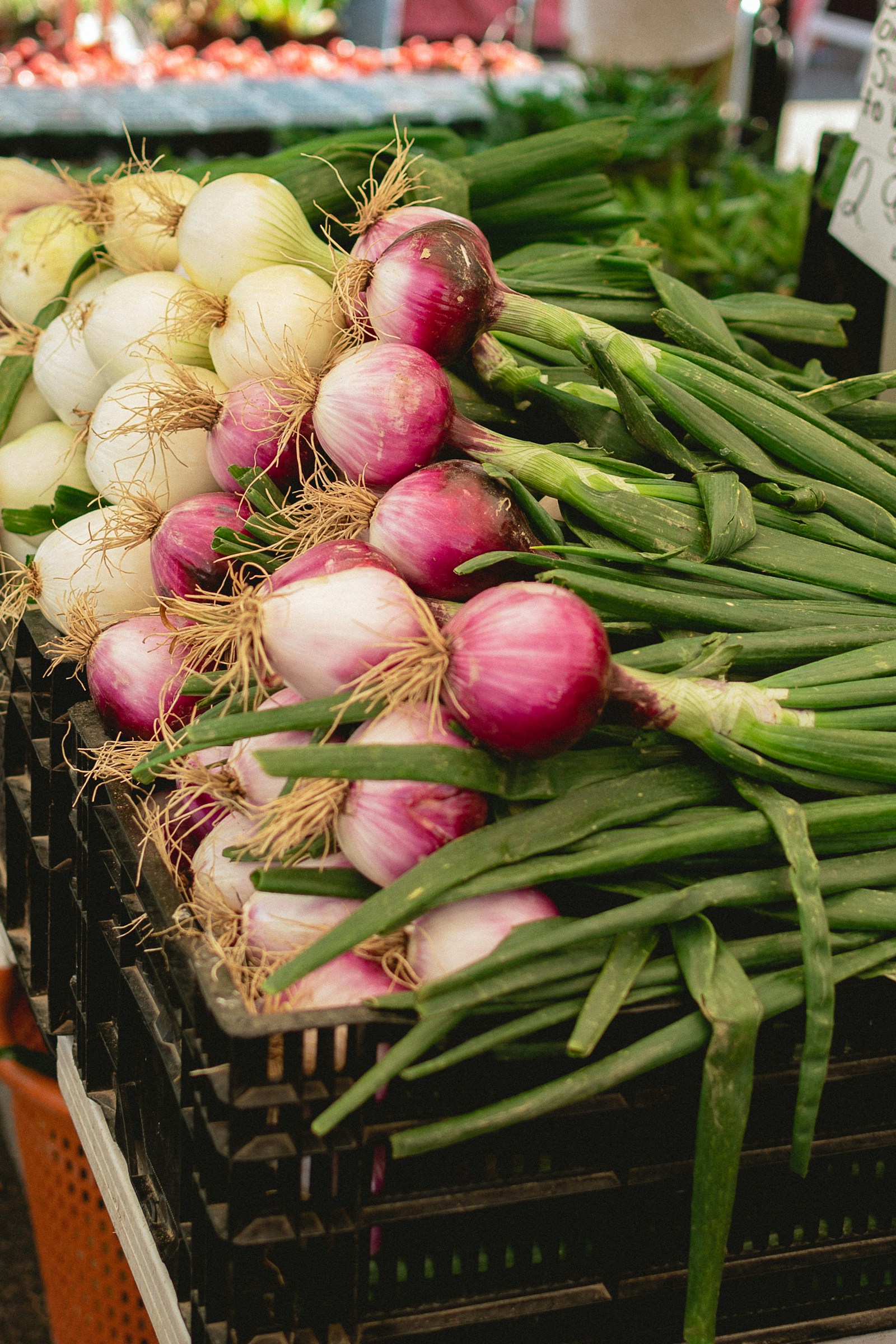 Quality onions ready for supply